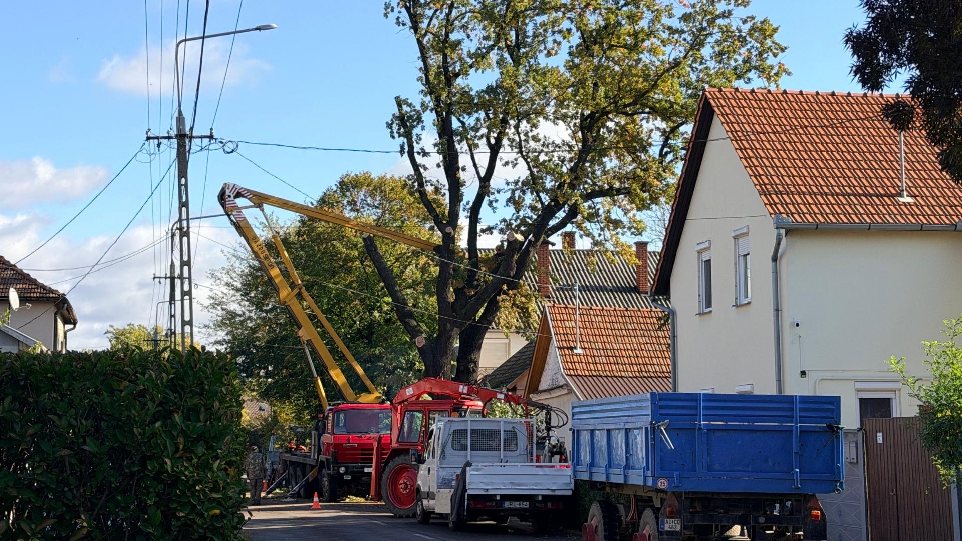 Hatalmas fát vágnak ki a Klauzál utcában – lezárták az utat, két buszjáratot is terelnek